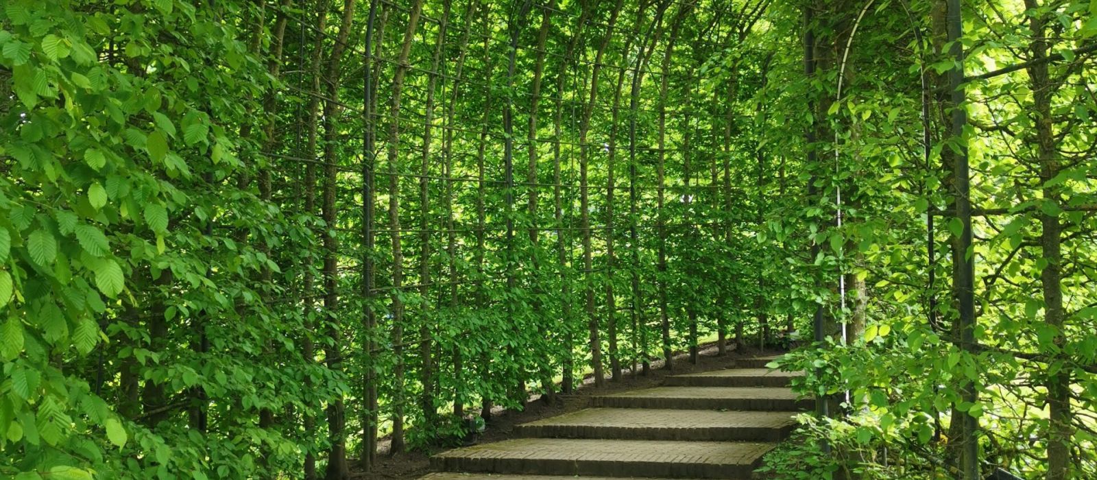 Walkway surrounded by green plants