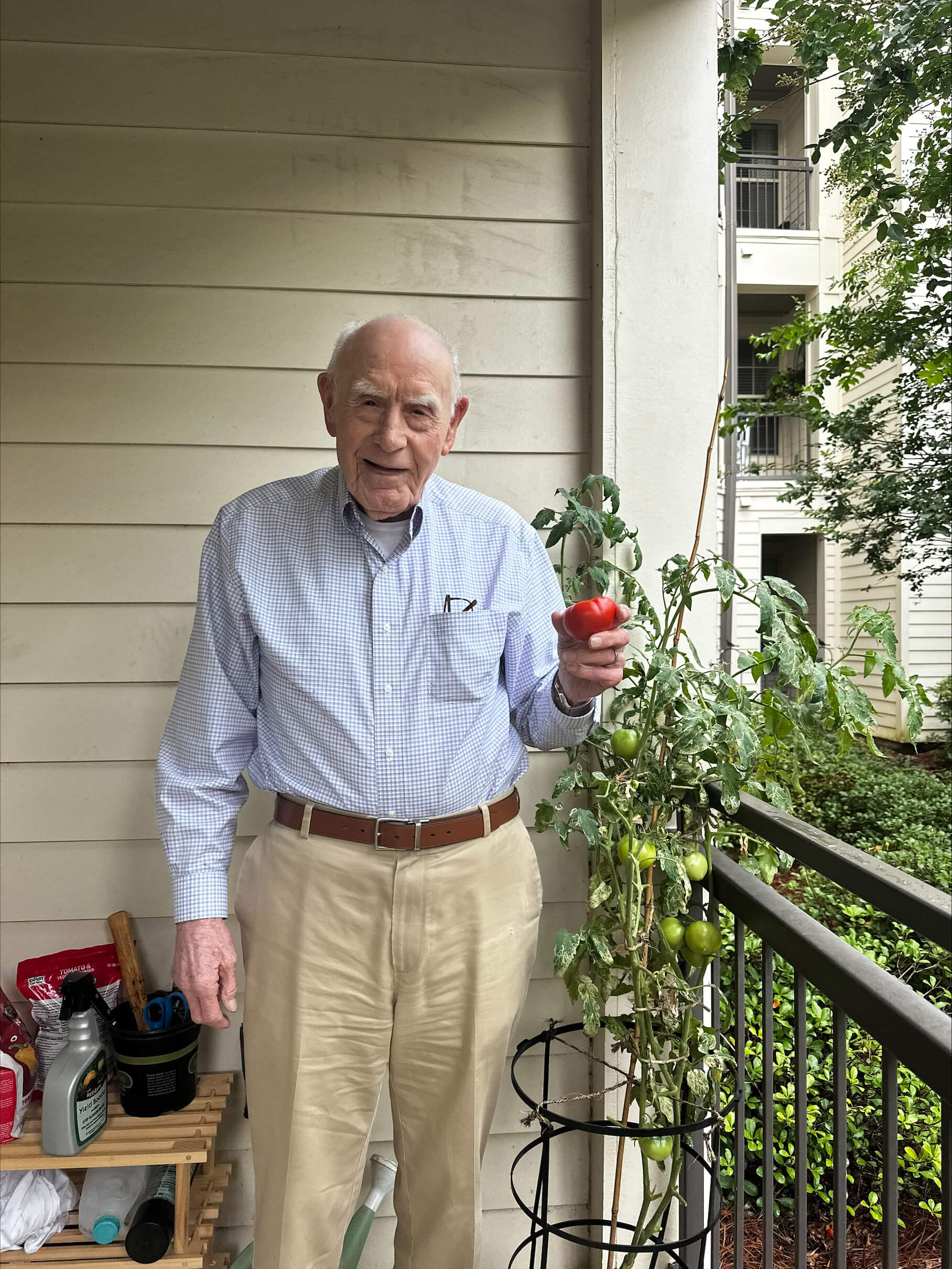 Elderly man on a balcony holding a ripe tomato next to a tomato plant with green tomatoes.