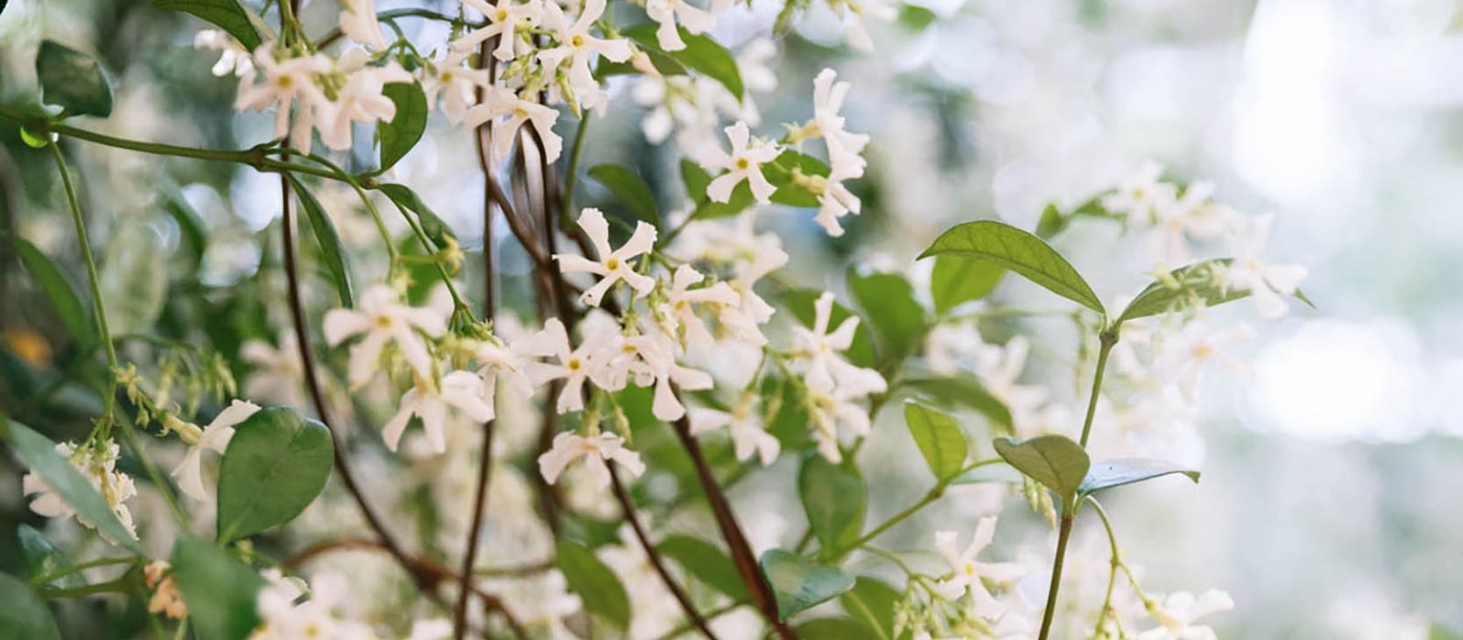 Blooming jasmine vine
