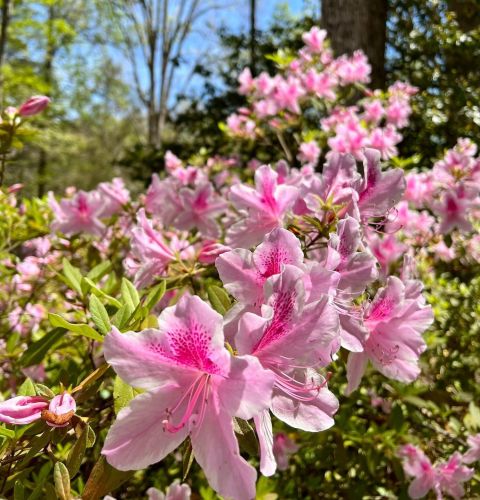 The Claiborne at Brickyard Crossing access to nature walking trails in Newnan, GA