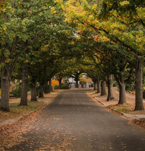 Camellia Place Tree-lined street with arching branches and fallen autumn leaves covering the ground.