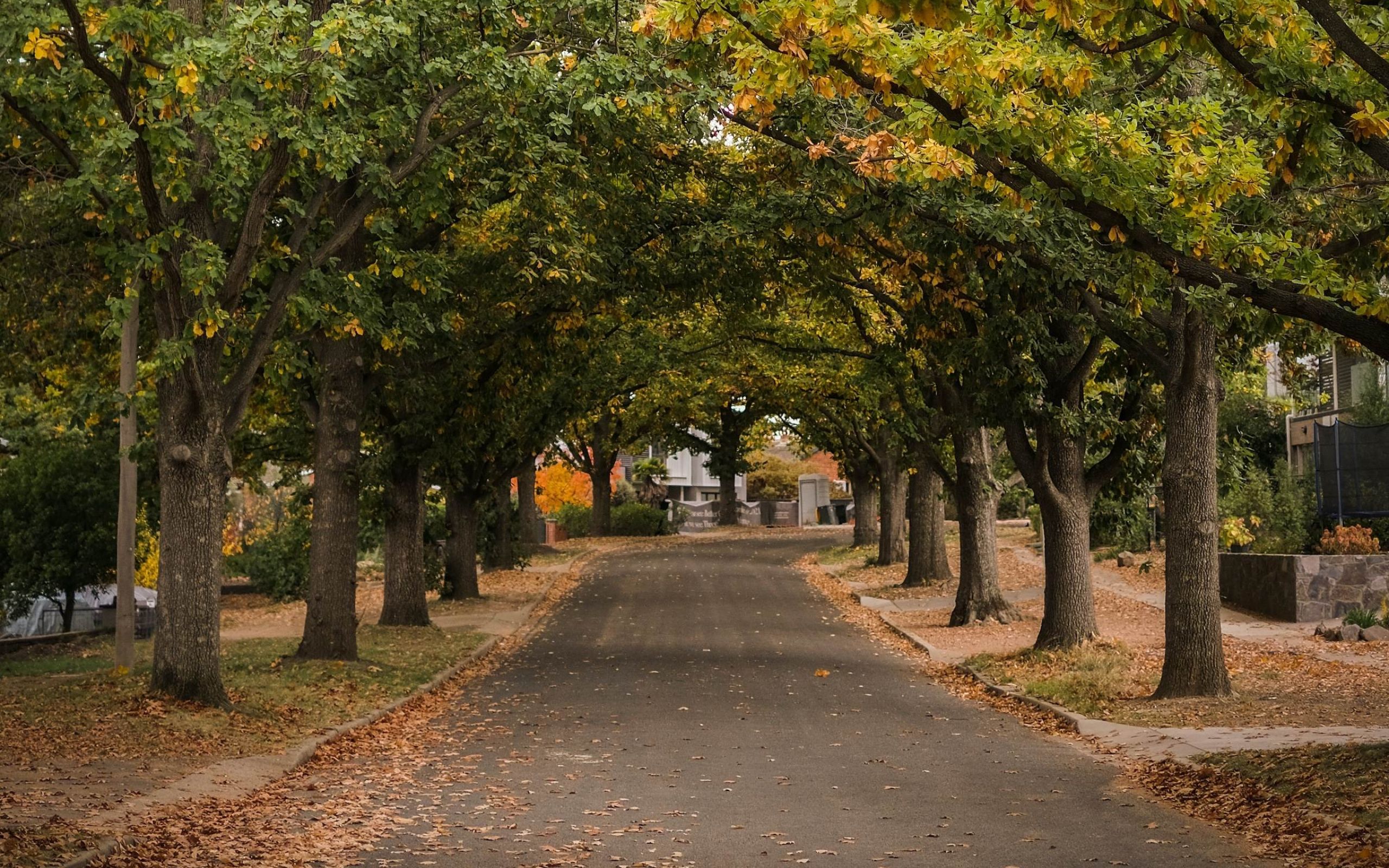 Camellia Place Tree-lined street with arching branches and fallen autumn leaves covering the ground.