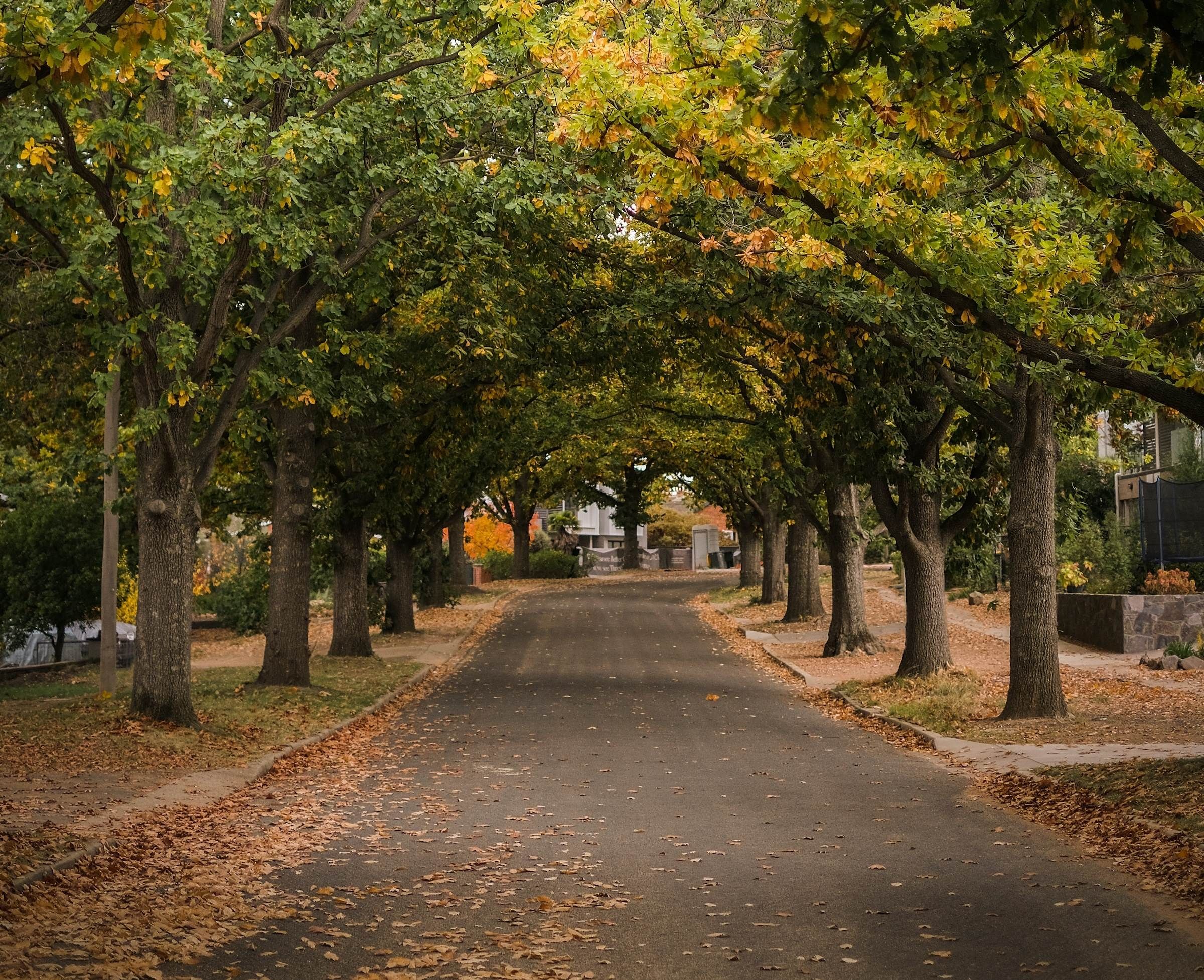 Camellia Place Tree-lined street with arching branches and fallen autumn leaves covering the ground.