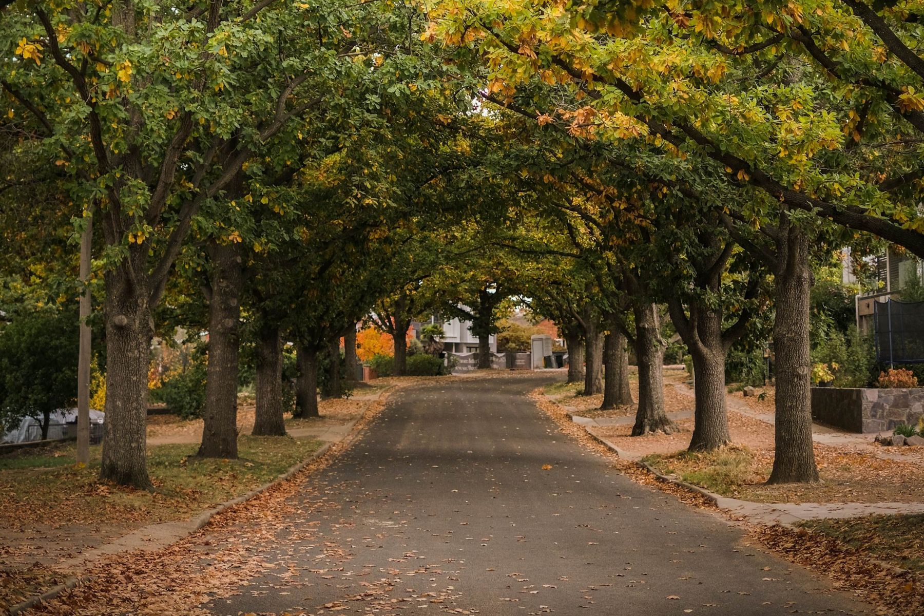 Camellia Place Tree-lined street with arching branches and fallen autumn leaves covering the ground.