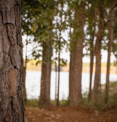 The Claiborne at Hattiesburg trees and river