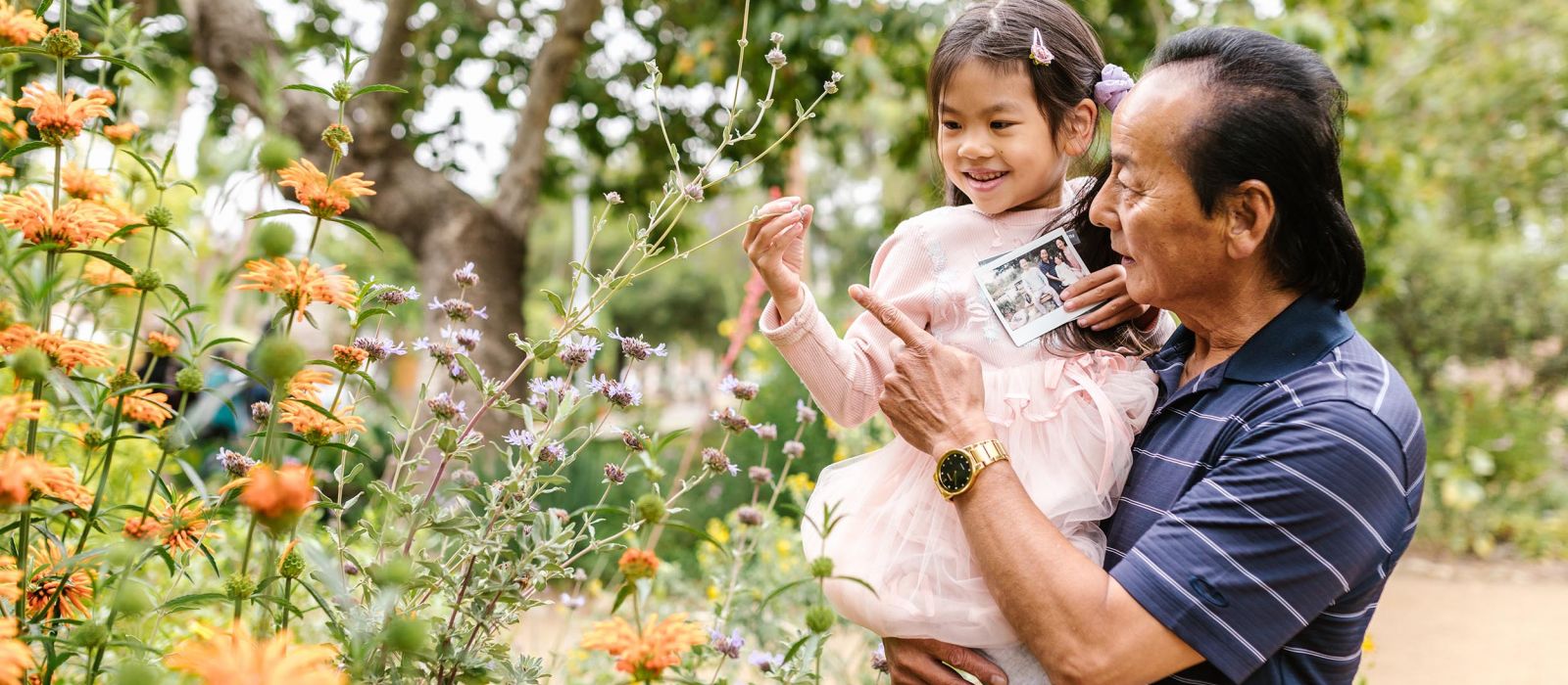 Elderly grandfather holding granddaughter while looking at orange wildflowers