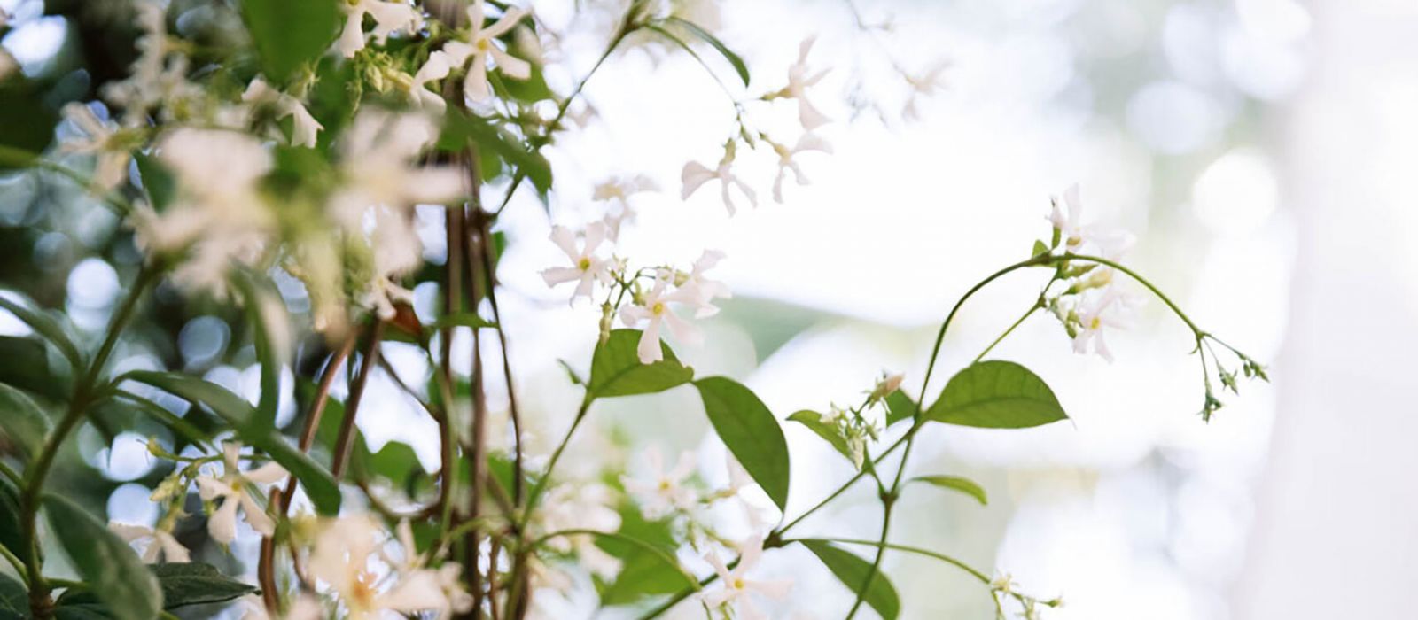 Blooming sweet jasmine vine covered in flowers