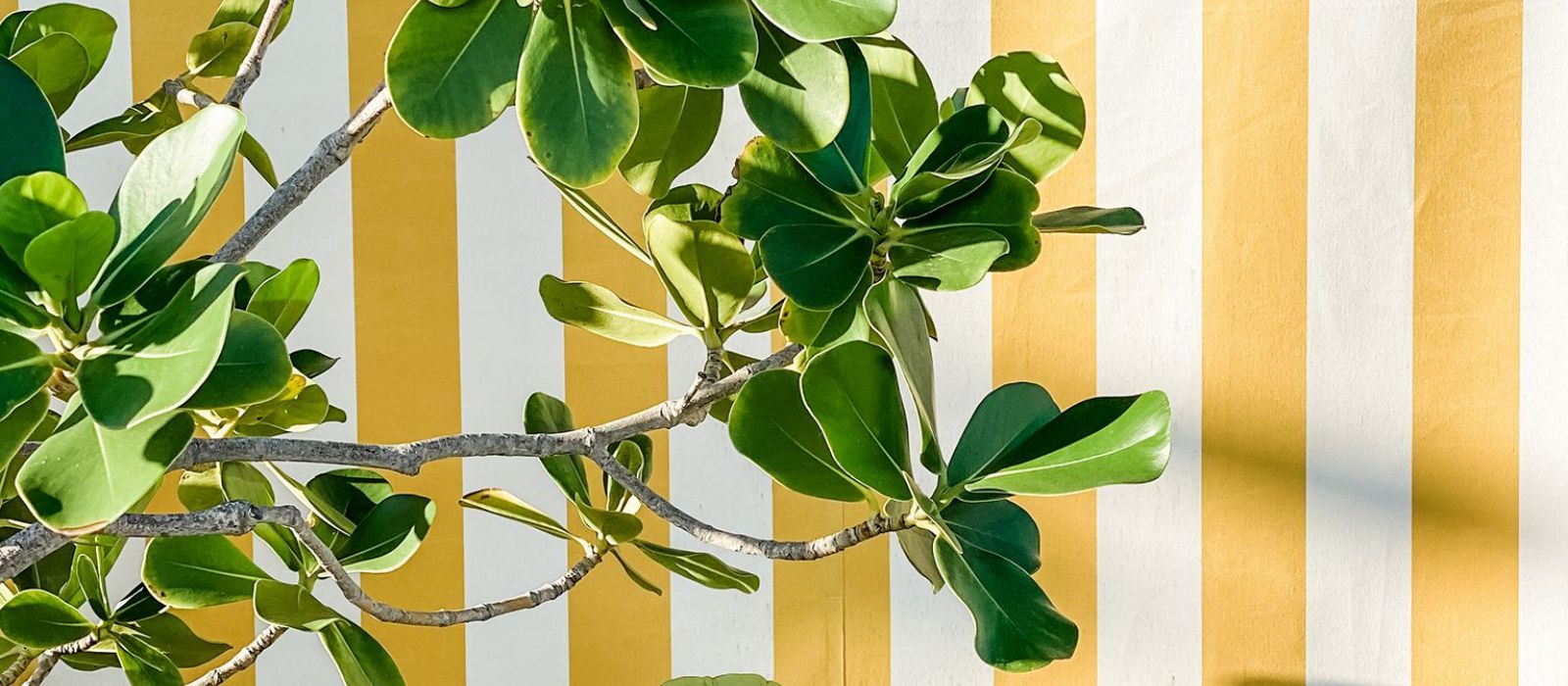 foliage with striped yellow background outside