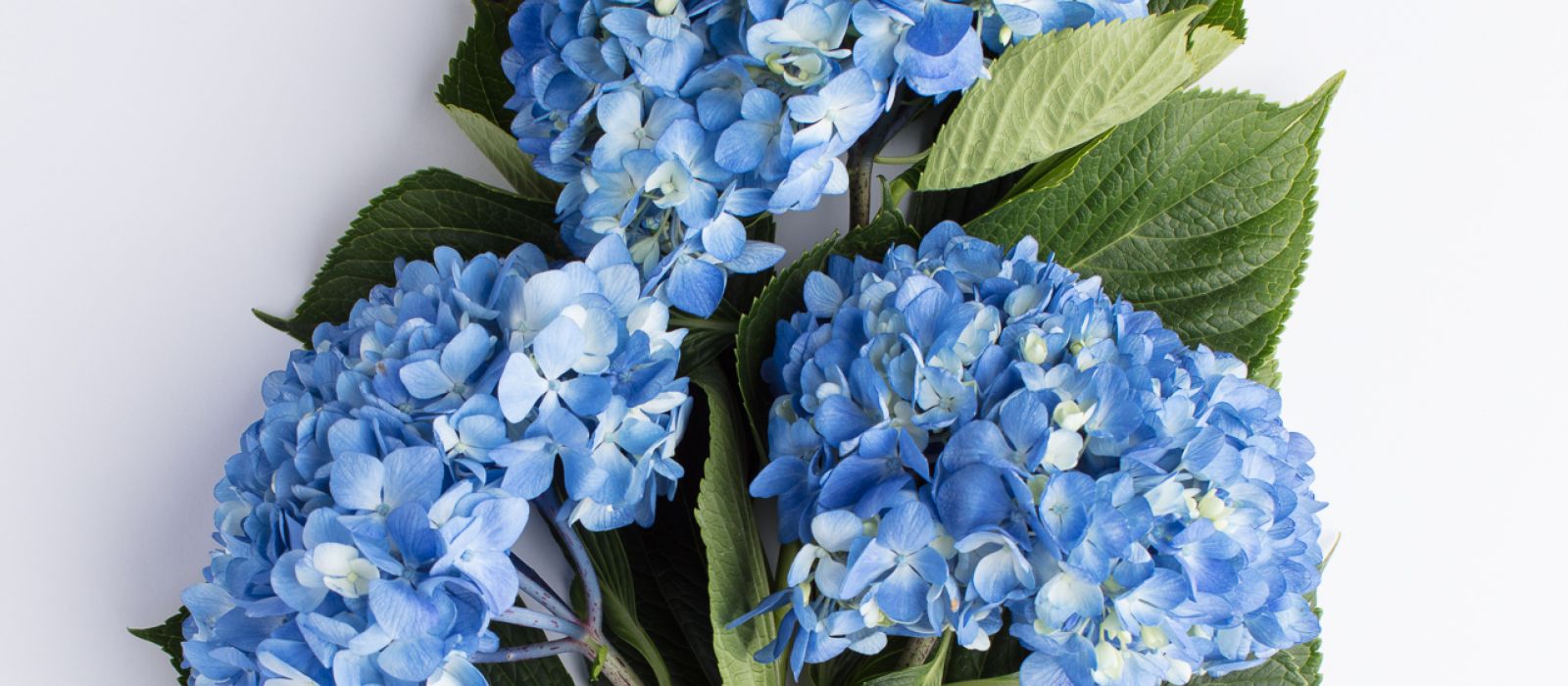 Close up of hydrangea flowers