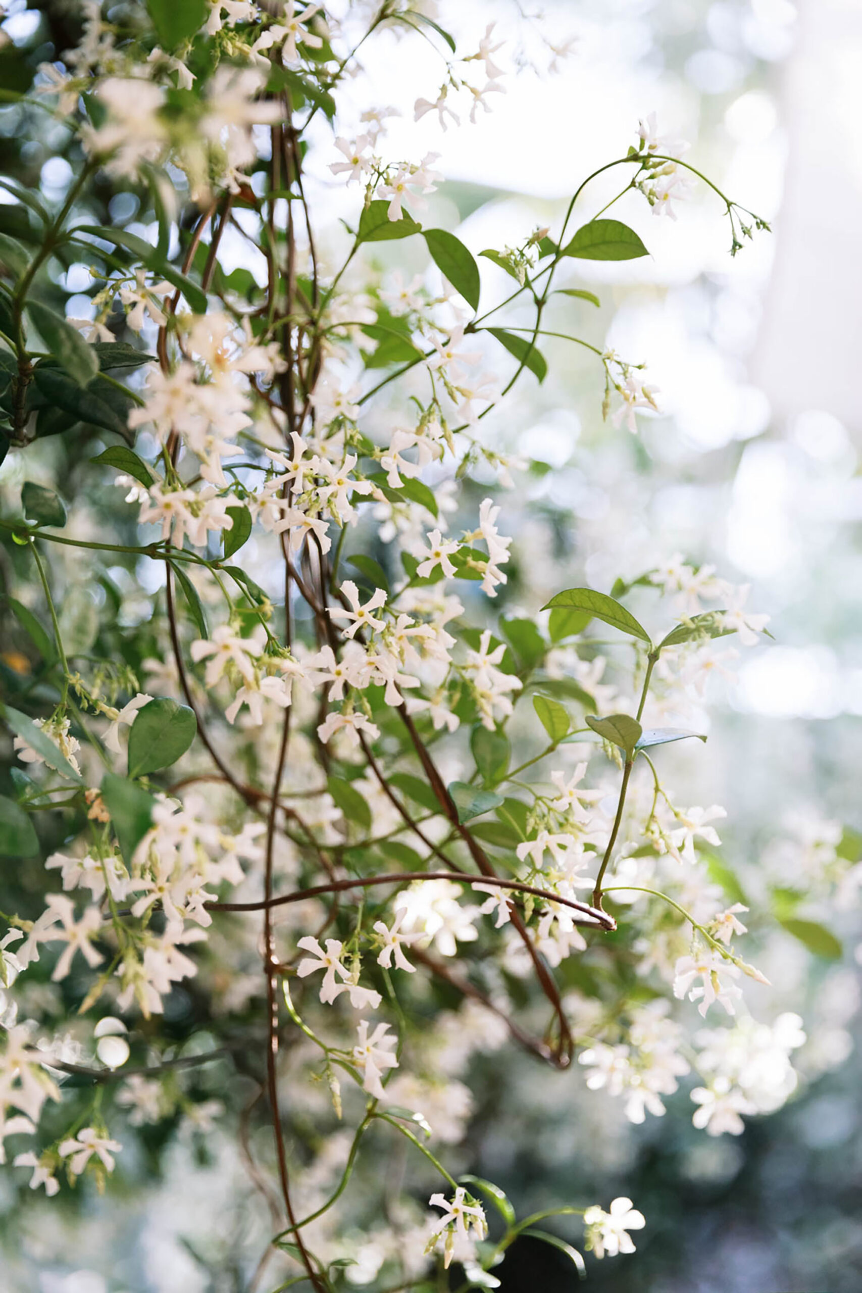 Blooming sweet jasmine vine covered in flowers