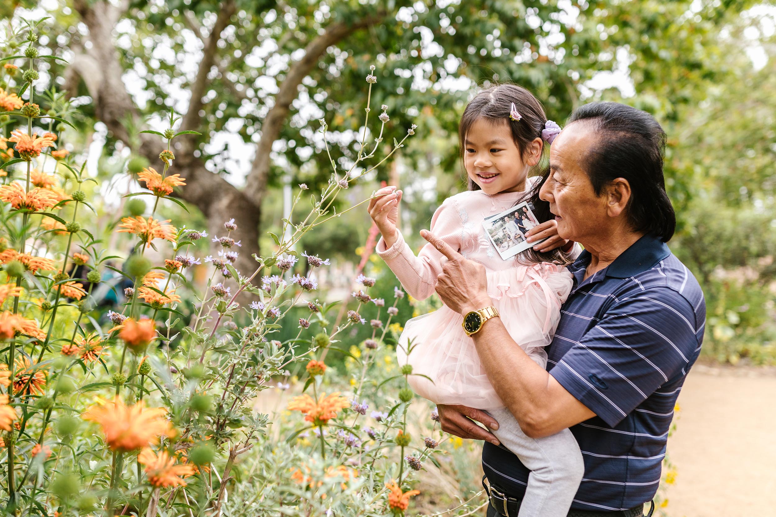 Elderly grandfather holding granddaughter while looking at orange wildflowers