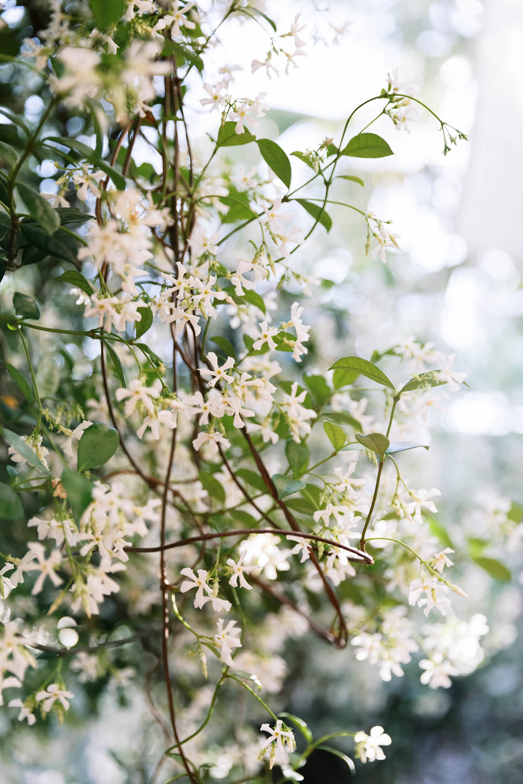 Blooming jasmine vine
